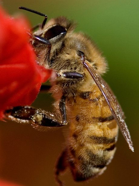 忙碌的蜜蜂图片下载