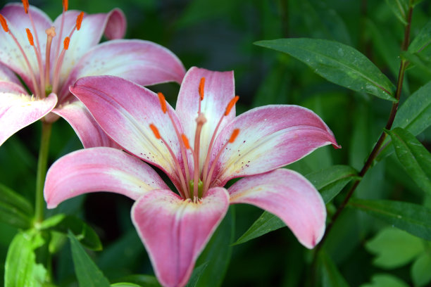 美丽的粉红色的花图片下载