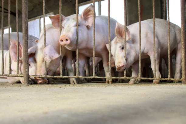 瘦肉猪在一个农场，特写照片图片下载