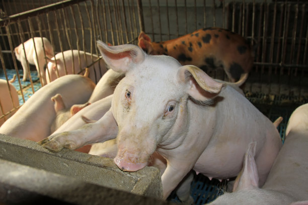 瘦肉猪在一个农场，特写照片图片下载