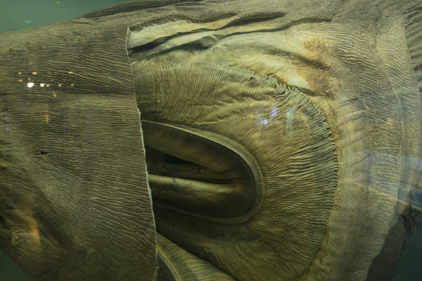 鱼缸中的巨嘴鲨(巨嘴鲨)。图片下载