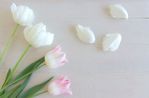 风格的库存图片。春天女性的景象，花卉的构成。白色背景上的一束美丽的郁金香。平躺，俯视图。为你的文本留出空白图片下载