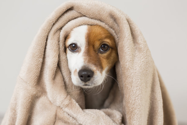 一个可爱的年轻的小狗看着相机与红色的围巾覆盖他的肖像。白色背景图片下载