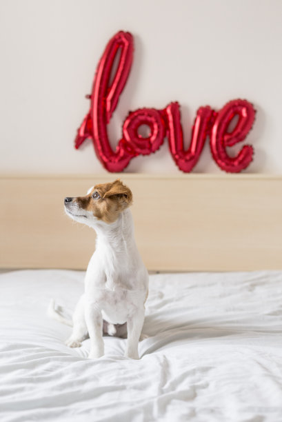 一个年轻漂亮可爱的小狗坐在床上，看着窗户在家里。情话气球的背景。生活方式与爱情观图片下载