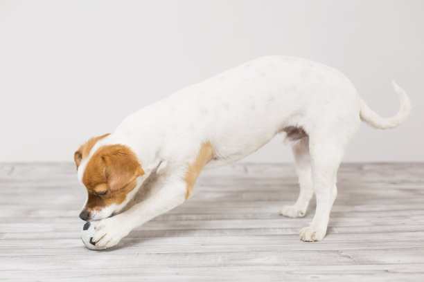 可爱的小狗玩网球和有乐趣的咬球。宠物在家里。乐趣和生活方式图片下载