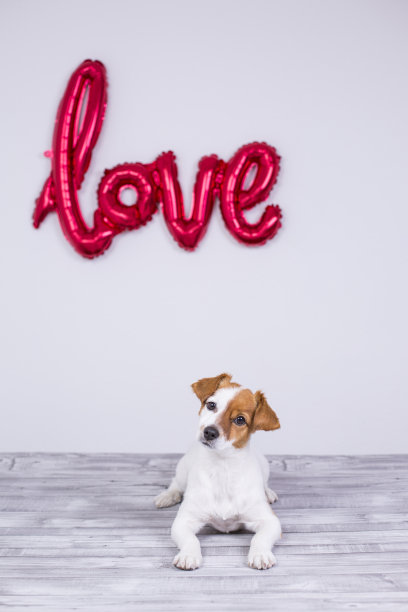 一个年轻漂亮可爱的小狗坐在一张灰色的桌子上，看着家里的相机。情话气球的背景。生活方式与爱情观图片下载