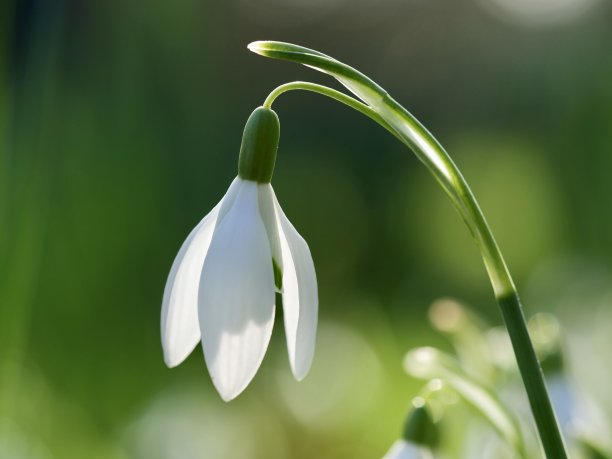 伦敦，初春盛开的雪花莲图片下载