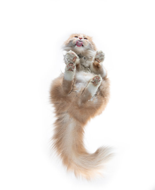 玻璃桌上的猫图片下载