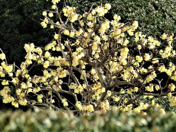 2月。日本。冬天的甜。流山市盛开的中国灌木图片下载