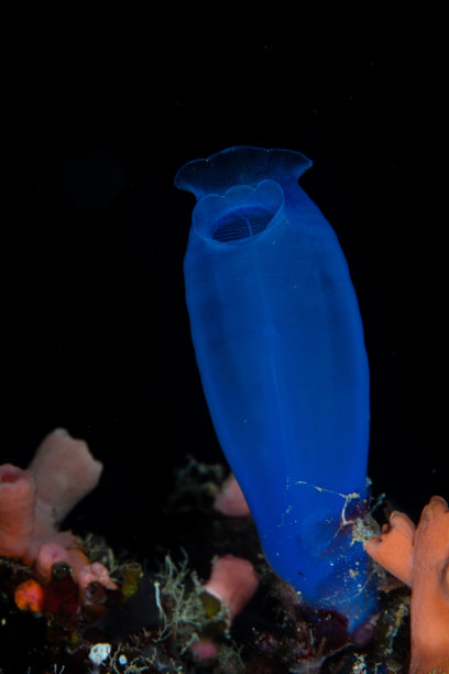 印度尼西亚珊瑚礁上的蓝色囊状动物图片下载