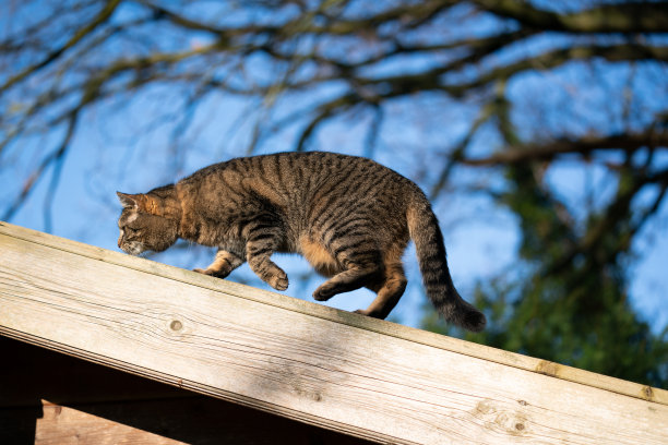 户外的猫图片下载