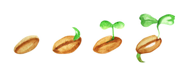 微绿色。素食和健康的饮食观念。手绘水彩插图，孤立的白色背景图片下载