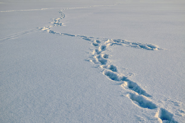 新鲜白雪上的痕迹。浅灰色和白色背景。图片下载