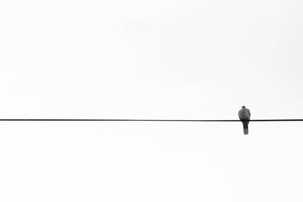 一只鸟在电线上图片下载