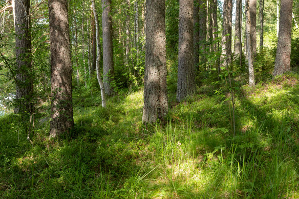 芬兰夏日的森林景色图片下载