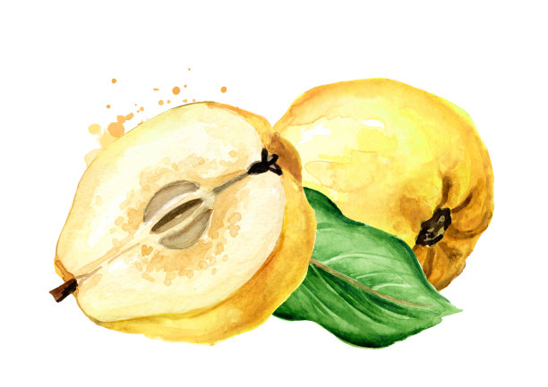 新鲜成熟的木瓜果实，绿叶。手绘水彩插图，孤立的白色背景图片下载