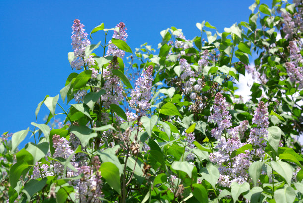 淡紫色在春天图片下载