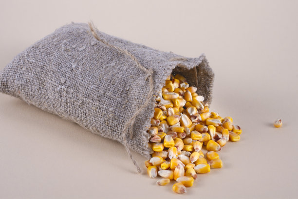 米色背景上装满玉米粒的麻袋图片下载
