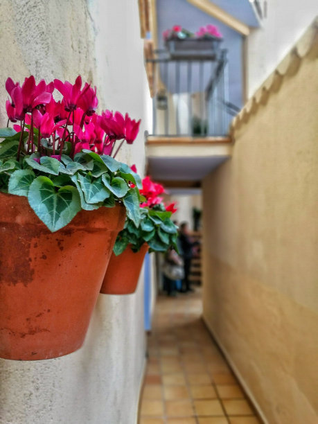 春天的露台图片下载