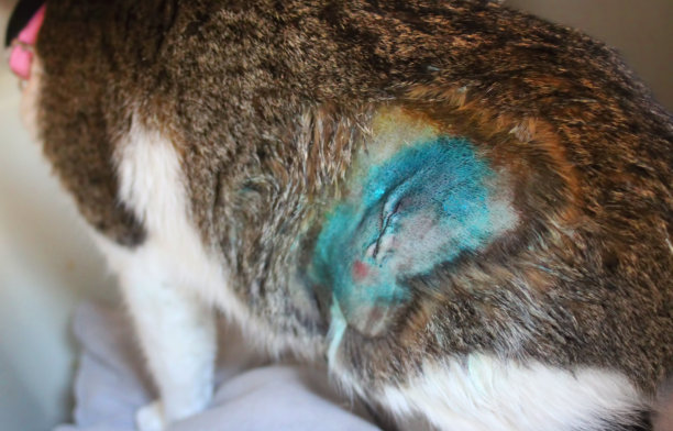 猫喷药手术切口图片下载