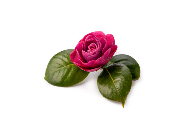 山茶花花图片下载