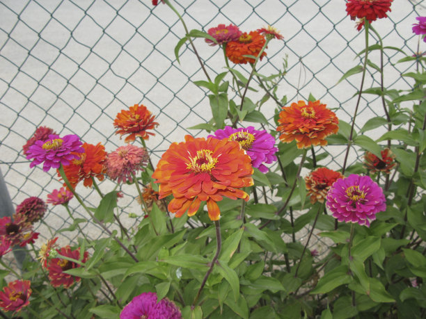 Zinnia线虫图片下载