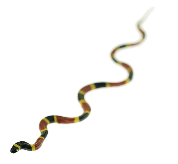 珊瑚蛇图片下载