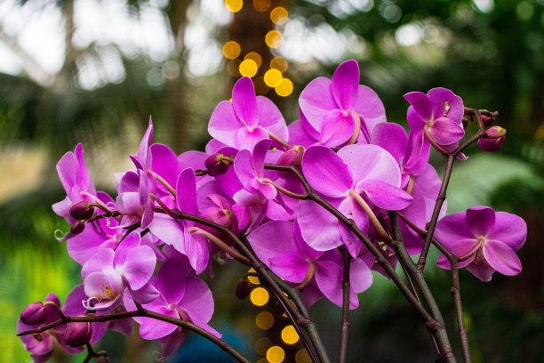 蝴蝶兰图片下载