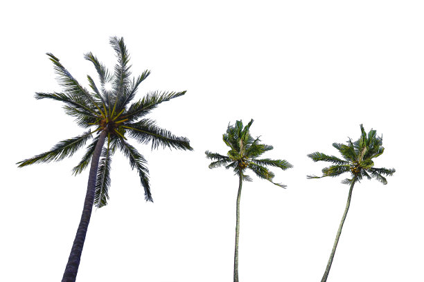 椰子/棕榈树孤立在白色的背景图片下载