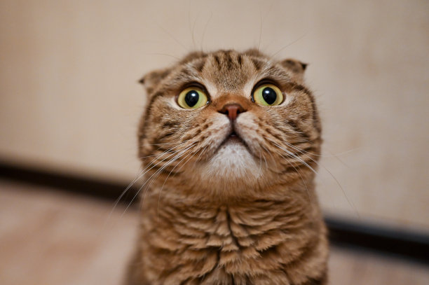 特写苏格兰折叠猫与黄色眼睛图片下载