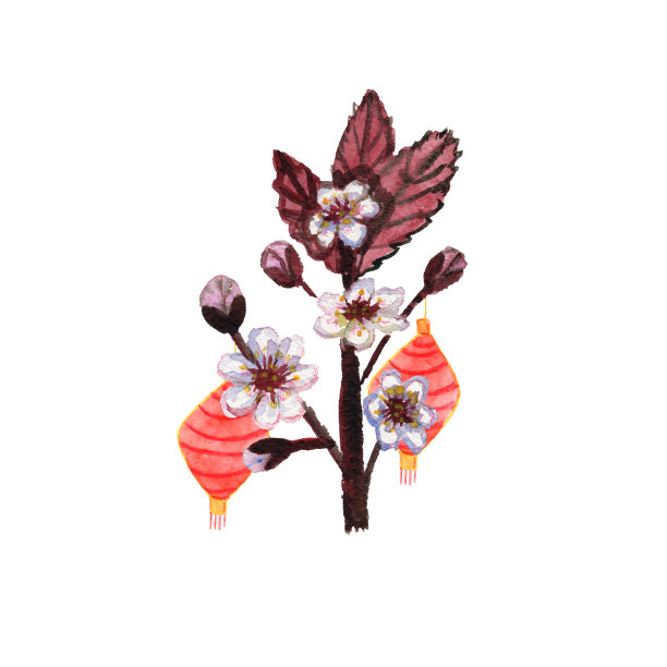 红色和黄色的中国灯笼和樱花。植物学插图。手绘水彩和彩色铅笔。2020年中国新年。适用于贺卡、印刷品及设计图片下载