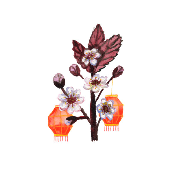 红色和黄色的中国灯笼和樱花。植物学插图。手绘水彩和彩色铅笔。2020年中国新年。适用于贺卡、印刷品及设计图片下载