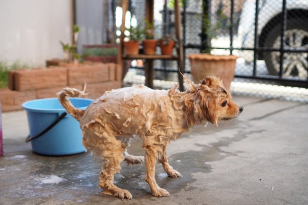 狗转圈，博美犬或小狗品种抖掉，晾干其皮毛之间被主人洗澡图片下载