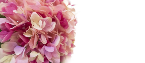 图片左边白色背景上是一大束色彩鲜艳的大春花。明信片。情人节、国际妇女节、生日、节日概念、拷贝空间图片下载