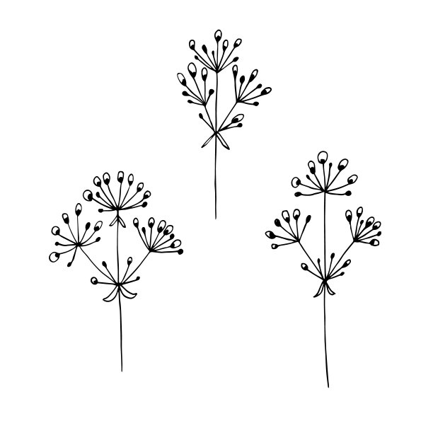 手绘矢量插图。一套简单的野草。图片下载