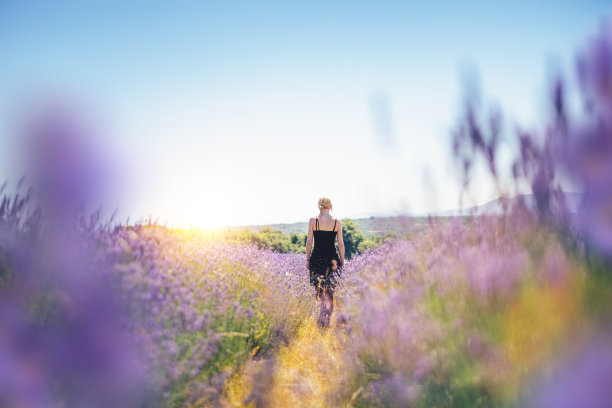 在薰衣草领域图片下载