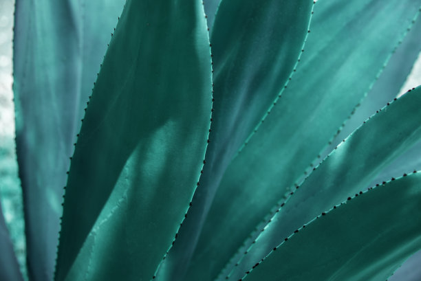 绿色植物的叶子纹理自然，绿色的背景图片下载