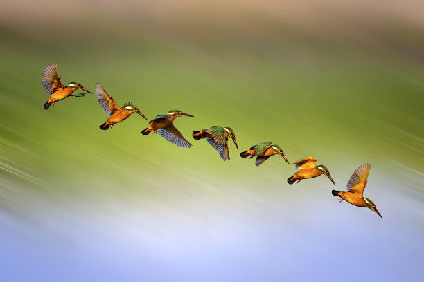 潜水鸟。翠鸟。彩色运动模糊背景。图片下载