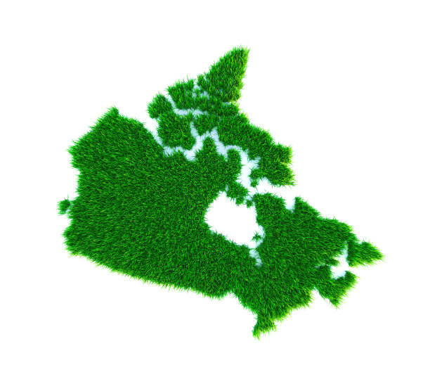 加拿大草图，白色上孤立图片下载