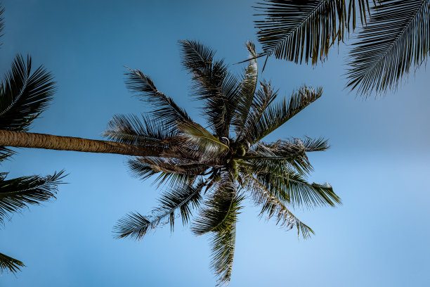 春蓬府Thung Tako的棕榈树图片下载