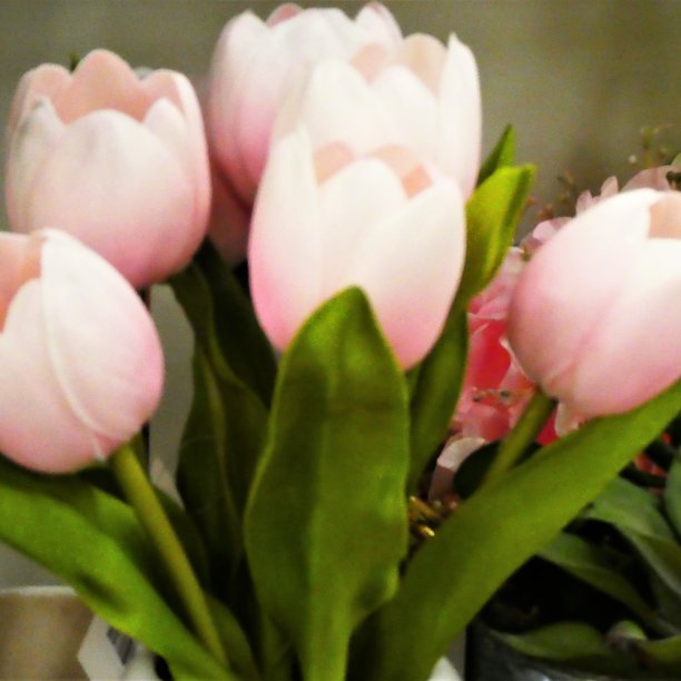 近距离看粉红郁金香图片下载