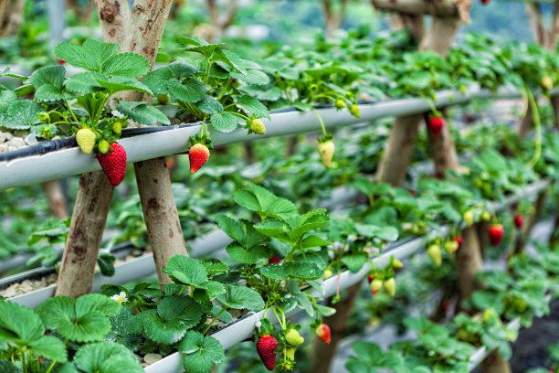 草莓农场图片下载