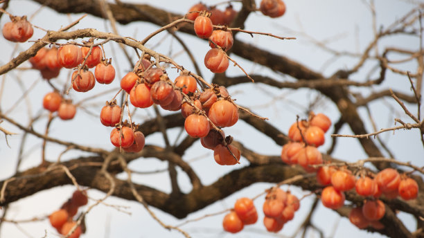 柿子树素材图片