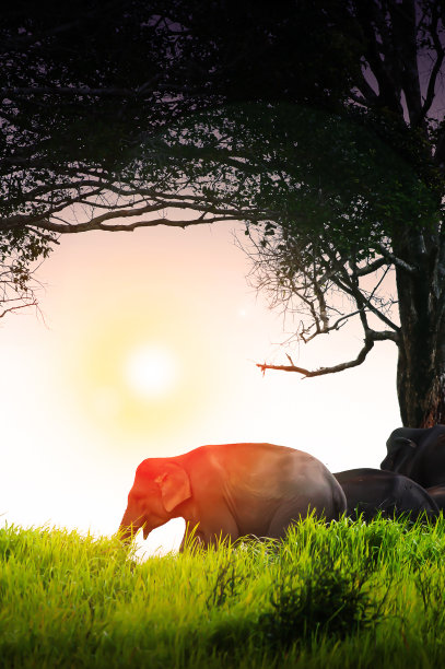 日落时分，一群亚洲象在草原上吃草。图片下载