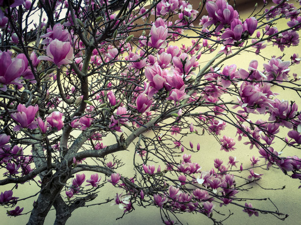 树盛开图片下载