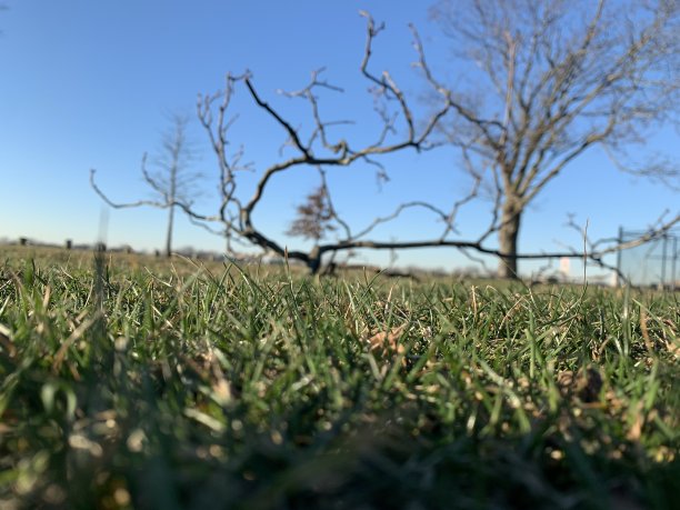 观赏公共米勒田野公园图片下载