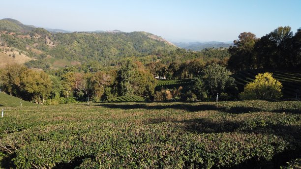 泰国北部美斯乐绿茶园图片下载