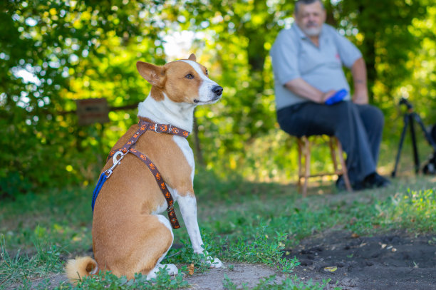 美丽的巴森基狗在夏天的早晨在地上休息的肖像图片下载