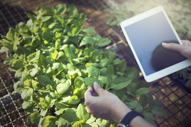 农民使用平板电脑检查种植园质量，现代农业技术概念图片下载