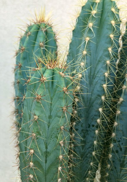 仙人掌的植物图片下载